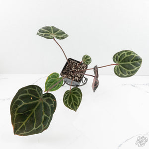 Anthurium Zara '33' x Zara '29' by DocBlock® (wk18-Q)