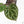 Anthurium Zara '33' x Zara '29' by DocBlock® (wk18-Q)