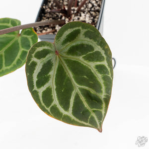 Anthurium Zara '33' x Zara '29' by DocBlock® (wk18-Q)