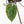 Anthurium Zara '33' x Zara '29' by DocBlock® (wk18-Q)