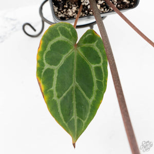 Anthurium Zara '33' x Zara '29' by DocBlock® (wk18-Q)