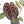 Anthurium Zara '33' x Zara '29' by DocBlock® (wk18-Q)