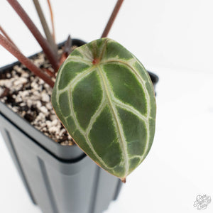 Anthurium Zara '33' x Zara '29' by DocBlock® (wk18-Q)