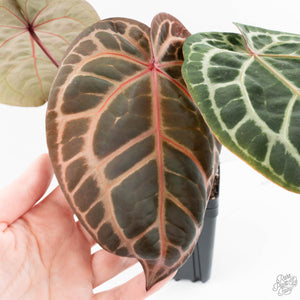 Anthurium Zara '33' x Zara '29' by DocBlock® (wk19-K)