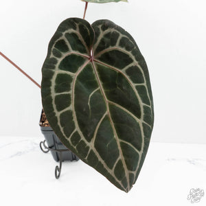 Anthurium Zara '33' x Zara '29' by DocBlock® (wk19-T)