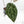 Anthurium Zara '33' x Zara '29' by DocBlock® (wk19-T)