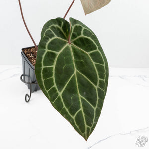 Anthurium Zara '33' x Zara '29' by DocBlock® (wk19-T)
