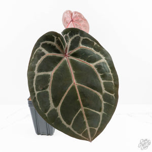 Anthurium Zara '33' x Zara '29' by DocBlock® (wk23-M)