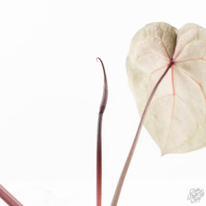 Anthurium Zara '33' x Zara '29' by DocBlock® (wk23-M)