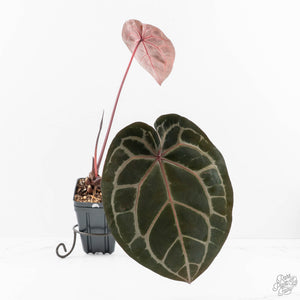 Anthurium Zara '33' x Zara '29' by DocBlock® (wk23-M)