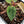 Variegated Anthurium Zara '3' x Darth Vader '73' by DocBlock (wk42-U175)
