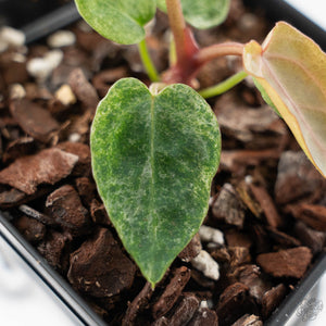Variegated Anthurium Zara '3' x Darth Vader '73' by DocBlock (wk42-U175)
