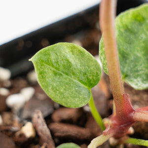 Variegated Anthurium Zara '3' x Darth Vader '73' by DocBlock (wk42-U175)