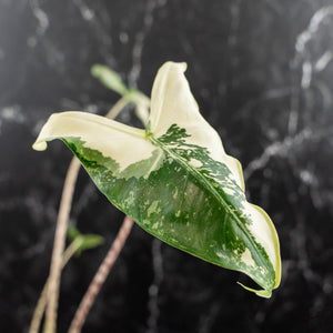 Alocasia Zebrina 'Siberian Tiger' Albo Variegated - Corming Size (wk40-U15)