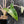 Alocasia Zebrina 'Siberian Tiger' Albo Variegated - Corming Size (wk40-U15)
