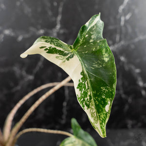 Alocasia Zebrina 'Siberian Tiger' Albo Variegated - Corming Size (wk40-U15)