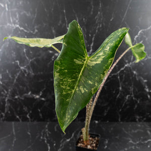 Alocasia Zebrina 'Siberian Tiger' Albo Variegated (wk40-U16)