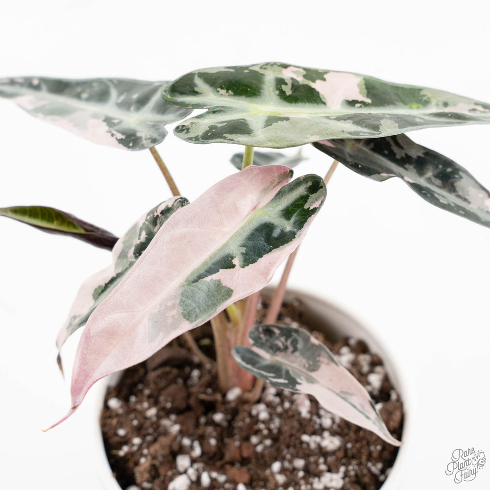 Alocasia 'Bambino' pink variegated *Grower's Choice*
