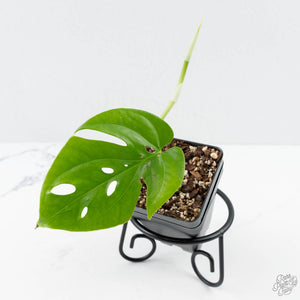Amydrium cv. NOID *Grower's Choice*