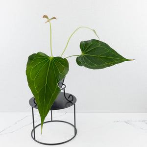 Anthurium 'Delta Force' (wk37-L264)