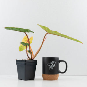Philodendron billietiae variegated *Grower's Choice*