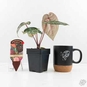 Anthurium Crystal Red '12' x Zara '14' by DocBlock® (wk18-R)
