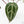 Anthurium Crystal Red '12' x Zara '14' by DocBlock® (wk18-R)
