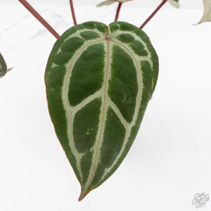 Anthurium Crystal Red '12' x Zara '14' by DocBlock® (wk18-R)