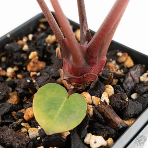 Anthurium Crystal Red '12' x Zara '14' by DocBlock® (wk18-R)