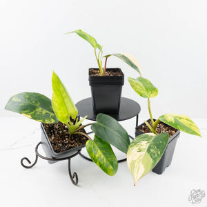 Philodendron Emerald Queen variegated *Grower's Choice*