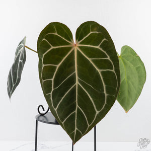 Anthurium DocBlock F2 x Carlablackiae by DocBlock® (wk28-F)