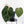 Anthurium DocBlock F2 x Carlablackiae by DocBlock® (wk28-F)