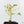 Ficus Elastica cv. 'Asahi' (wk38-U81)
