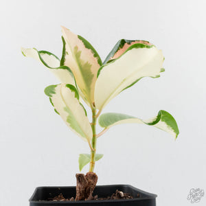 Ficus Elastica cv. 'Asahi' (wk38-U81)