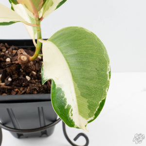 Ficus Elastica cv. 'Asahi' (wk38-U81)