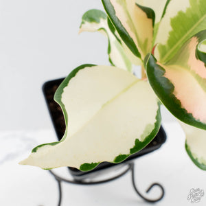 Ficus Elastica cv. 'Asahi' (wk38-U81)