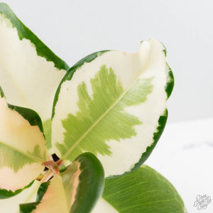 Ficus Elastica cv. 'Asahi' (wk38-U81)