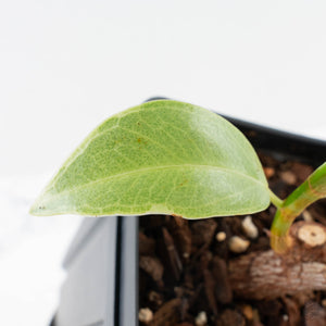 Ficus Elastica cv. 'Asahi' (wk38-U81)
