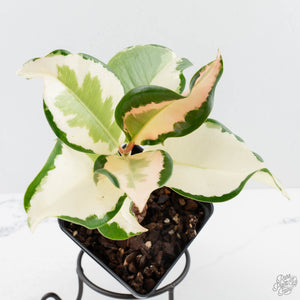 Ficus Elastica cv. 'Asahi' (wk38-U81)