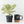 Ficus lyrata variegated (Variegated Fiddle Leaf Fig)