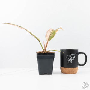 Philodendron 'Caramel Marble' *Grower's Choice*