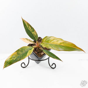 Philodendron 'Caramel Marble' *Grower's Choice*