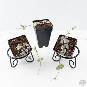 Ceropegia woodii variegated (aka String of Hearts variegated) *Grower's Choice*