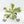 Ficus lyrata variegated fiddle leaf fig tree *Grower's Choice*