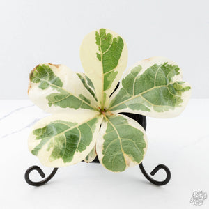 Ficus lyrata variegated fiddle leaf fig tree *Grower's Choice*
