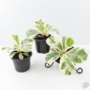 Ficus lyrata variegated fiddle leaf fig tree *Grower's Choice*