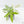 Pachira Glabra (Money Tree) albo variegated Seed-Grown Non-Grafted *Grower's Choice*