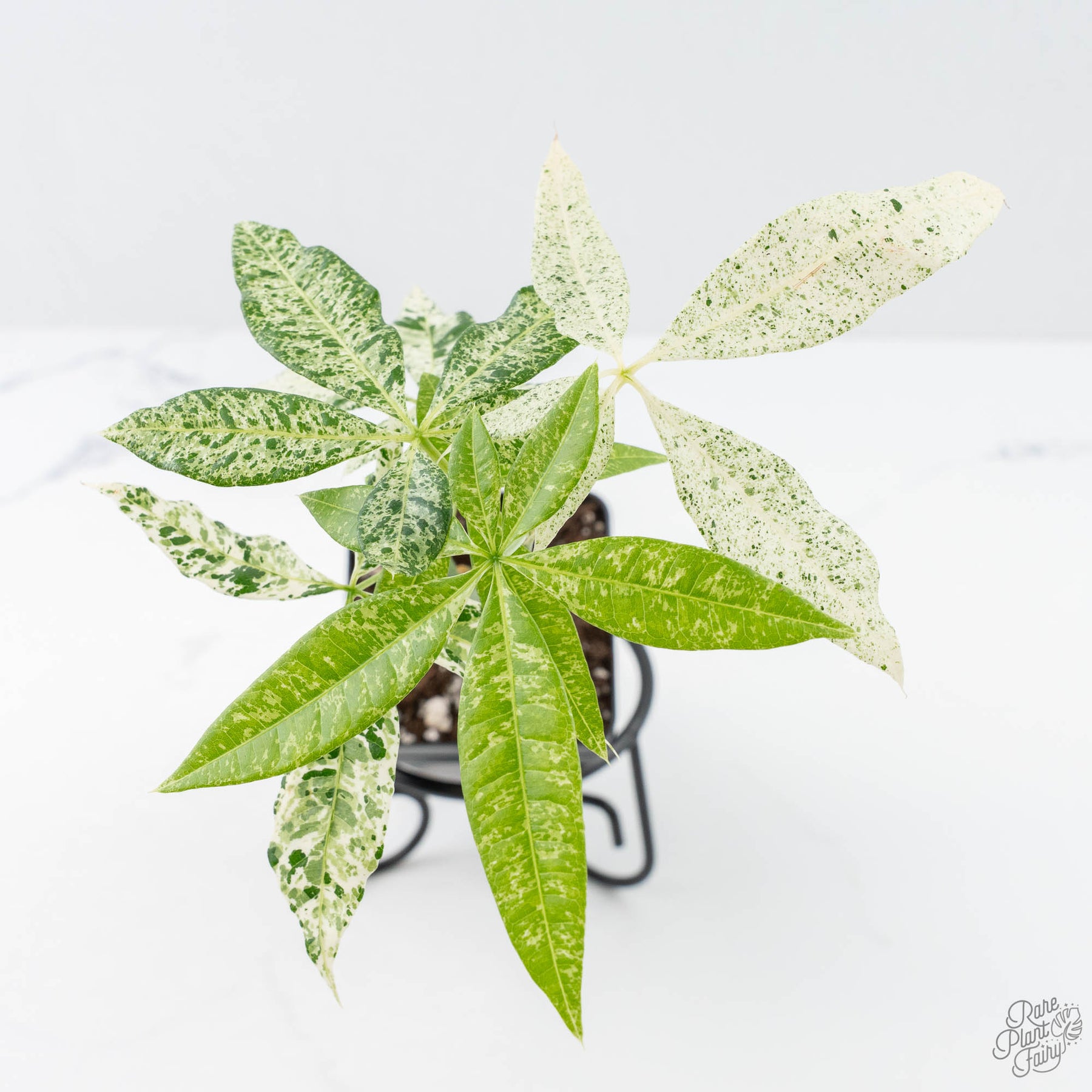 Variegated Money Tree
