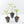 Pachira Glabra (Money Tree) albo variegated Seed-Grown Non-Grafted *Grower's Choice*
