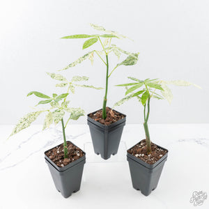 Pachira Glabra (Money Tree) albo variegated Seed-Grown Non-Grafted *Grower's Choice*
